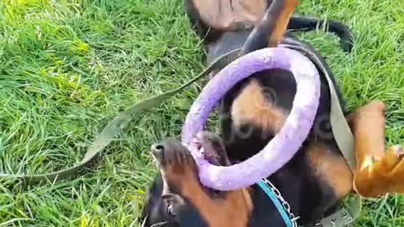 大狗玩戒指玩具视频的预览图