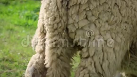 成年绵羊在草地上吃草侧视细节视频的预览图
