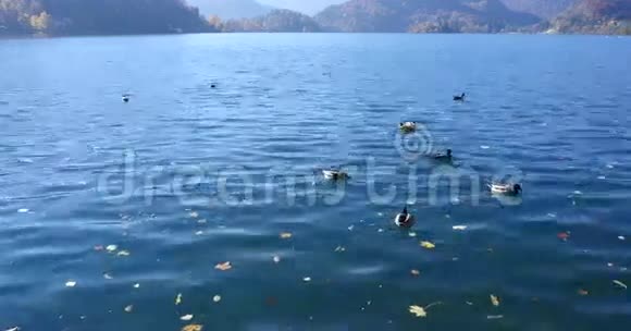 雪橇湖上的鸭子视频的预览图
