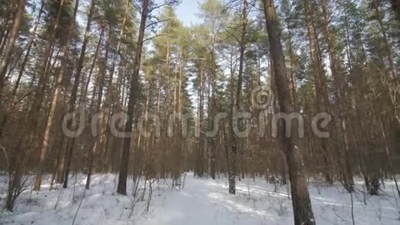 在冬天的森林里穿过积雪覆盖的地面视频的预览图