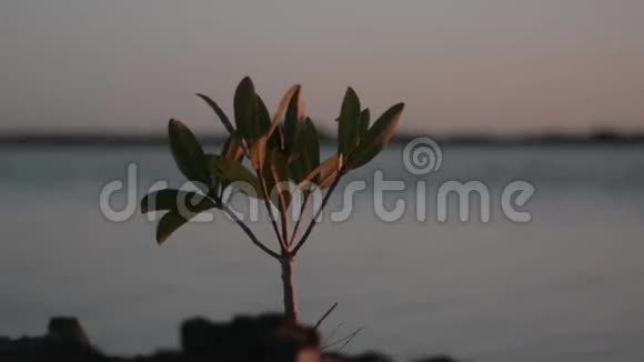 红树林在水上发芽视频的预览图