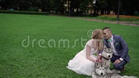 新娘和新郎带着哈士奇狗视频的预览图