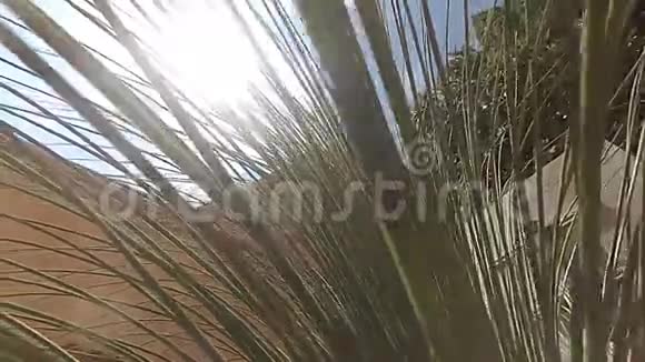 阳光穿过棕榈叶视频的预览图