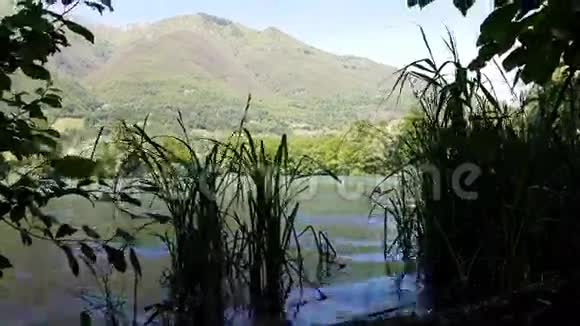 湖岸上的水草视频的预览图