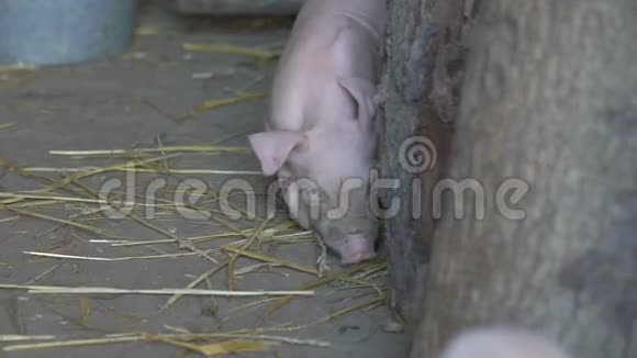 小猪在笼子里走视频的预览图