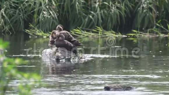鸭子站在河里的小石头上视频的预览图
