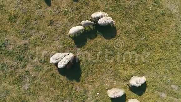 野外放牧的羊群俯视空中无人机视频的预览图