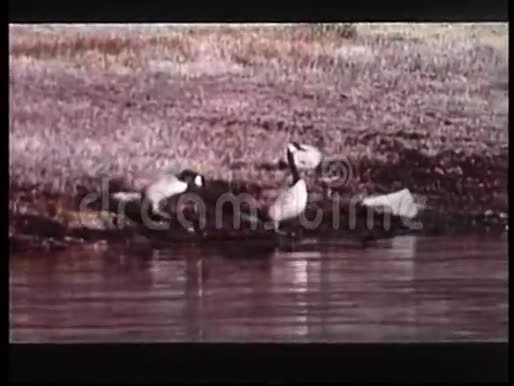 鹅漂浮在池塘里视频的预览图