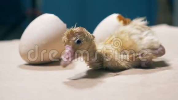 小鸟是从蛋壳里出来的特写视频的预览图