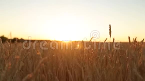 镜头缓慢地穿过麦田的金色成熟的耳朵对着天空和日落的太阳收获丰富视频的预览图