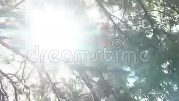 阳光冲破了树视频的预览图