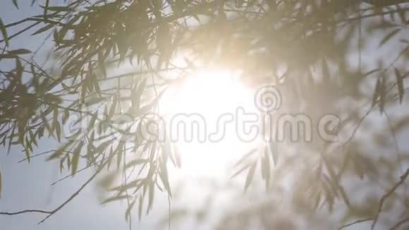 阳光透过利沃夫的叶子视频的预览图