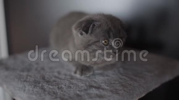 一只灰色苏格兰褶皱小猫躺在镜头前的肖像视频的预览图