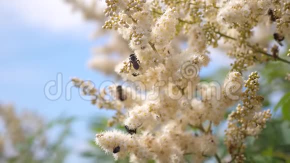 蜜蜂采集花蜜在树枝上授粉各种昆虫采集盛开的黄花的花蜜视频的预览图
