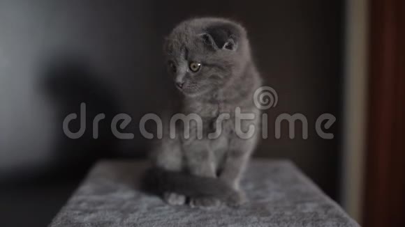 嬉戏好奇的苏格兰褶皱小猫灰色视频的预览图