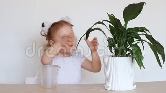 小女孩和绿色植物一个孩子在浇花和玩花辣酱视频的预览图