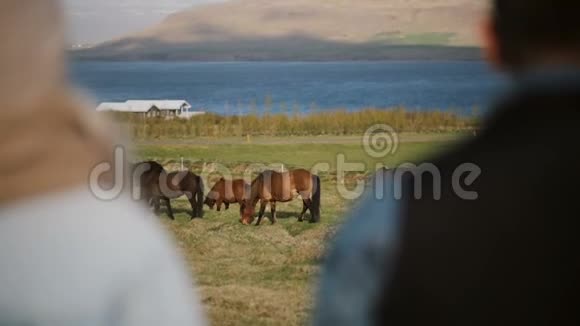 两个人参观动物农场的后景商业伙伴谈论冰岛马视频的预览图