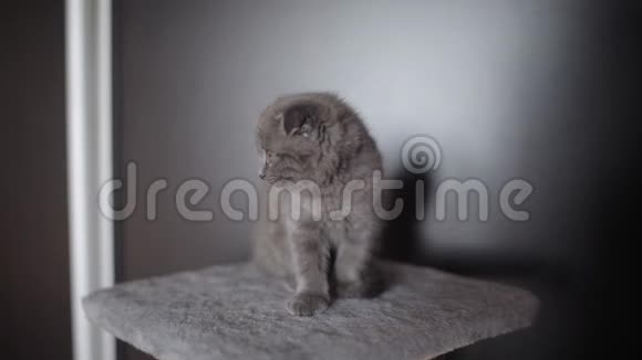 嬉戏好奇的苏格兰褶皱小猫灰色视频的预览图
