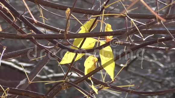 阳光明媚的天气秋天树上孤独的黄叶视频的预览图