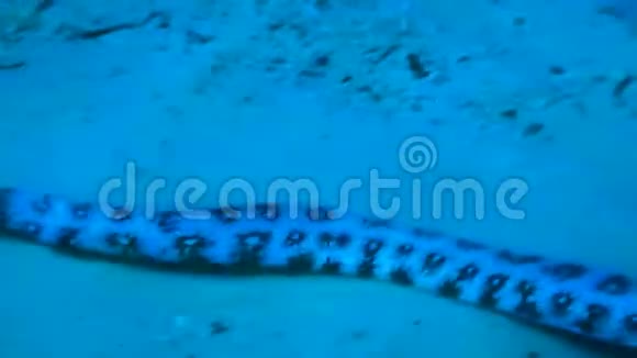 在海底游泳的海蛇视频的预览图