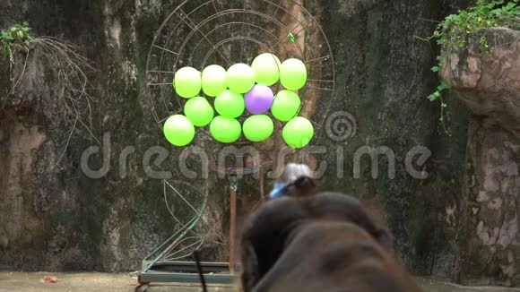 带着树干的大象用球向目标投掷飞镖视频的预览图