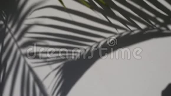 热带棕榈留下阴影白色墙壁纹理背景视频的预览图