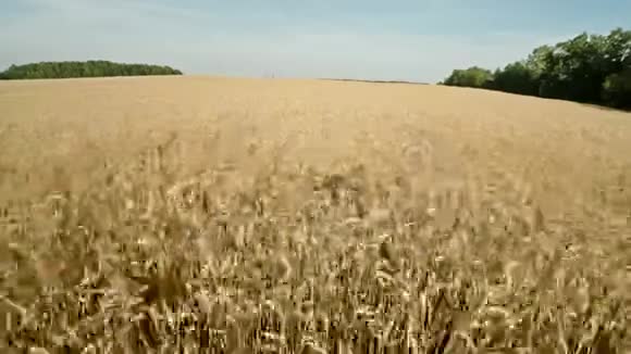无人机在农业中工作农业谷物领域谷物收获视频的预览图