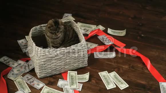 猫坐在篮子里抓住了美元视频的预览图