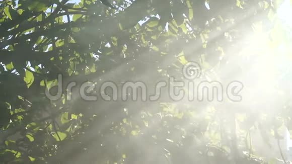 鸟儿在树上闪耀着烟雾视频的预览图