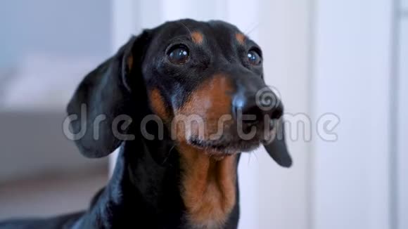一只纯种的达克顺德黑狗看镜头的忠诚画像视频的预览图