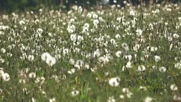 蒲公英花白色绒毛和绿草地背景视频的预览图