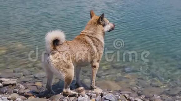 在干净的山河里给一只大狗洗澡天气炎热视频的预览图