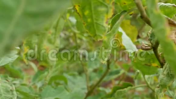 天然农场新鲜蔬菜植物上的多利滑块生茄子球视频的预览图
