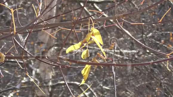 阳光明媚的天气秋天树上孤独的黄叶视频的预览图
