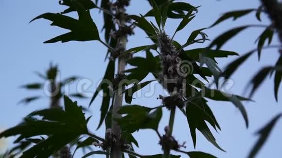 青天上田间的益母草母草药用植物扔汁狮子耳朵狮子尾巴高清视频视频的预览图