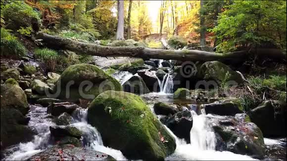 秋天的一条森林小径有五颜六色的叶子视频的预览图