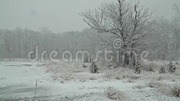 冬天森林里下着大雪视频的预览图