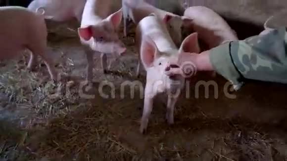 手触摸猪的鼻子视频的预览图