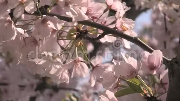 风中樱花花瓣视频的预览图