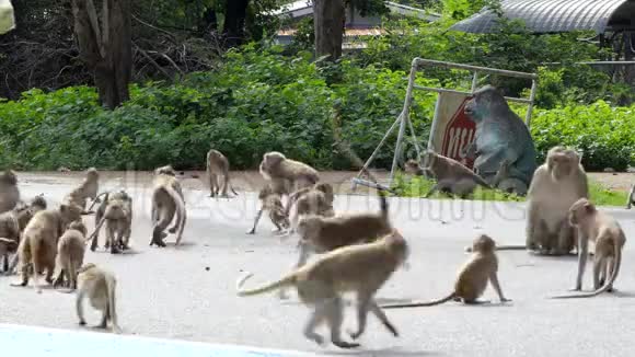 给猴子喂芒果的人视频的预览图