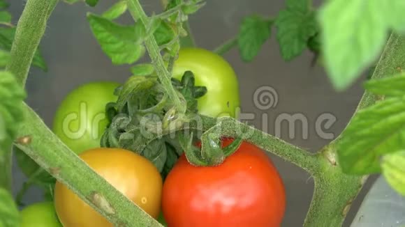 绿色和红色的西红柿年轻的番茄植株生长视频的预览图