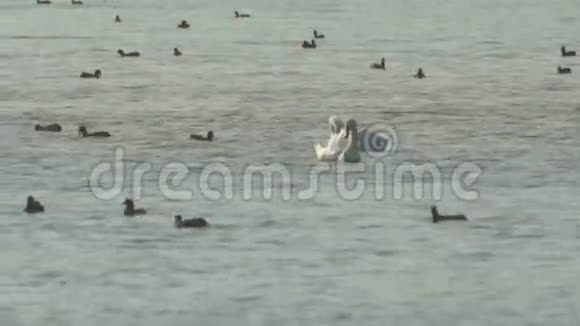 保加利亚波莫里一个大湖上的天鹅和鸭子视频的预览图