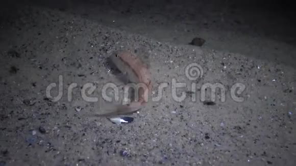 红一群以沙底为食的鱼视频的预览图