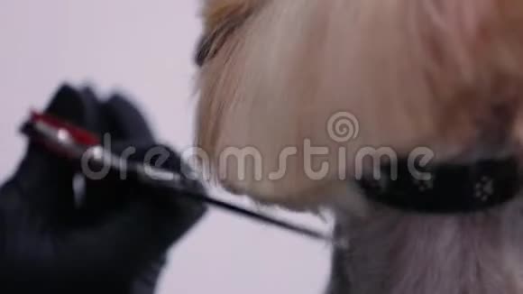 宠物新郎用剪刀剪毛狗视频的预览图