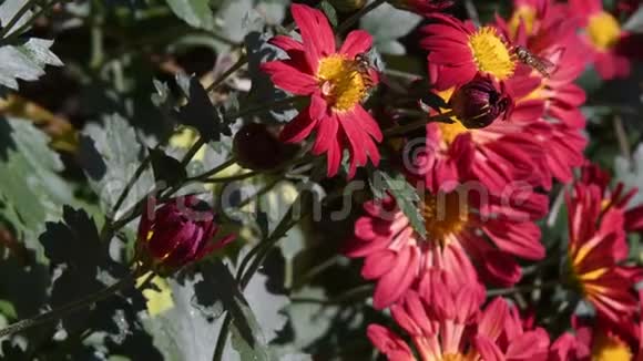 在阳光明媚的日子里红花上的蜜蜂视频的预览图