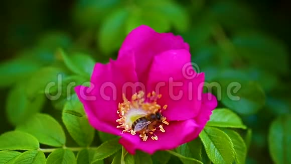黄蜂飞过玫瑰的臀部收集花粉视频的预览图