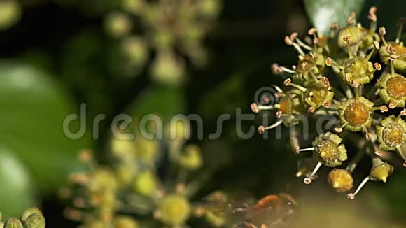 欧洲蜜蜂蜜蜂蜜蜂成年飞行收集花粉常春藤的花海德拉螺旋诺曼底视频的预览图