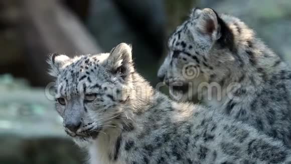 雪豹小猫厄比斯潘蒂拉昂西亚视频的预览图