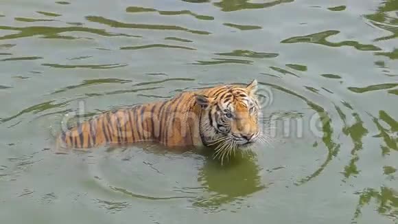 孟加拉虎在池塘里游泳的慢动作视频的预览图