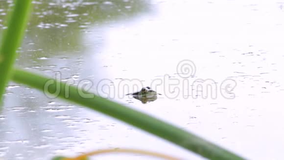 沼泽里的青蛙视频的预览图